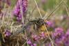Orthetrum cancellatum
